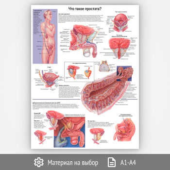 ������ ���� ����� ��������?� (���-47, 1 ����)